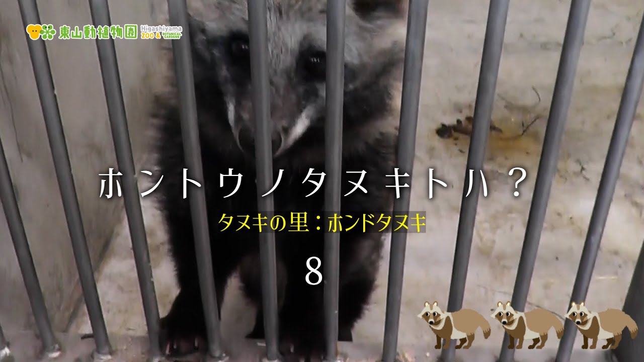 【東山動植物園公式】ホントウノタヌキトハ？＜8＞《 ホンドタヌキ　タヌキ　タヌキの里 》