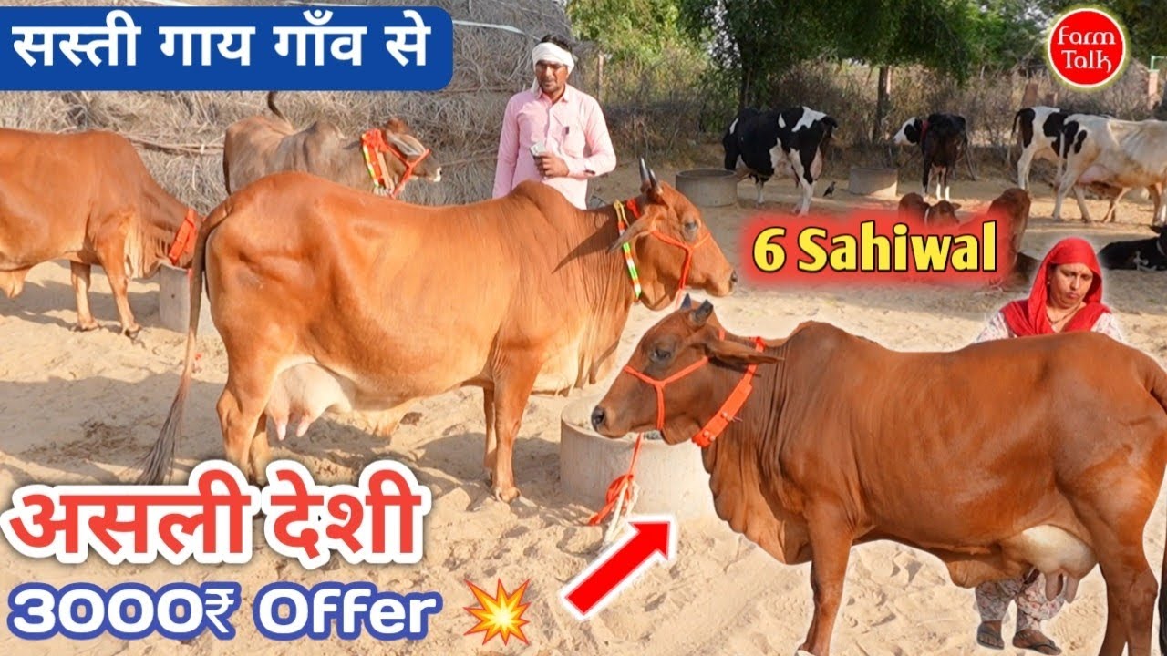 असली नस्ली साहीवाल 🥇 सीधे चूरू के गांव से 6 Cow Available For Sale ✨ सभी के साथ बछड़ी है 👉 Farm Talk