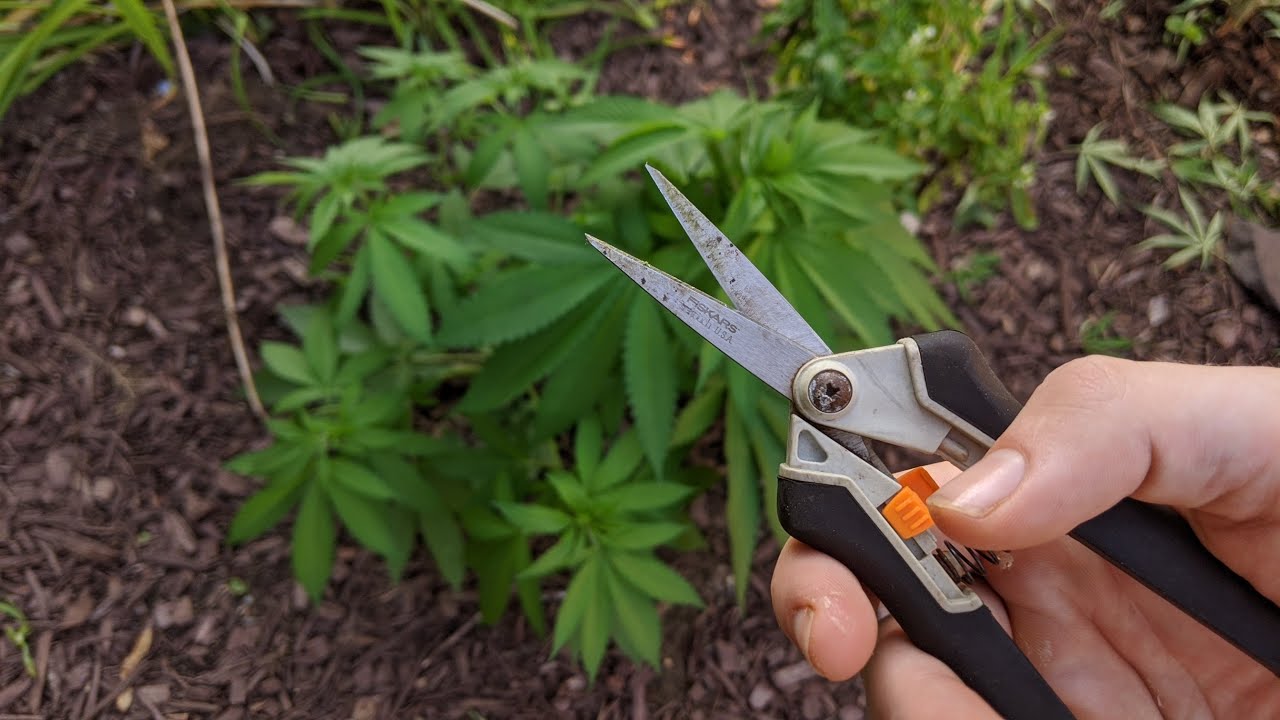First Time Growing Weed... Vlog#3