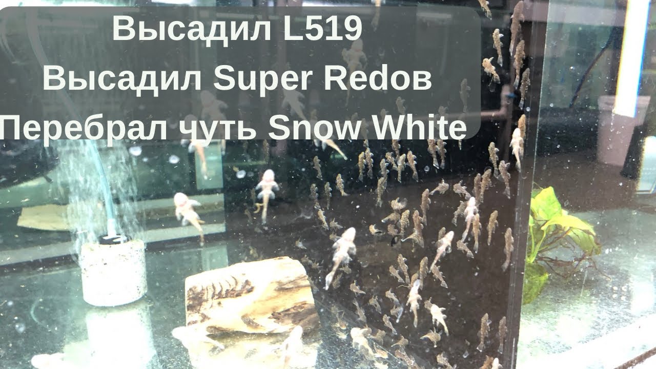 Высадка на аквариум L519 и Super red. Калибровка Snow White, выбрал на продажу)