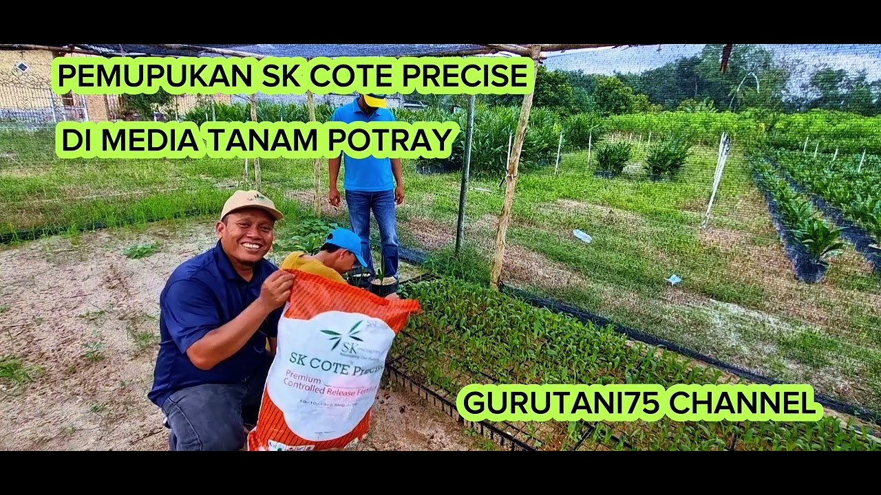 PEMUPUKAN SK COTE PRECISE DI MEDIA TANAM POT TRAY PRE NURSERY I GURUTANI75