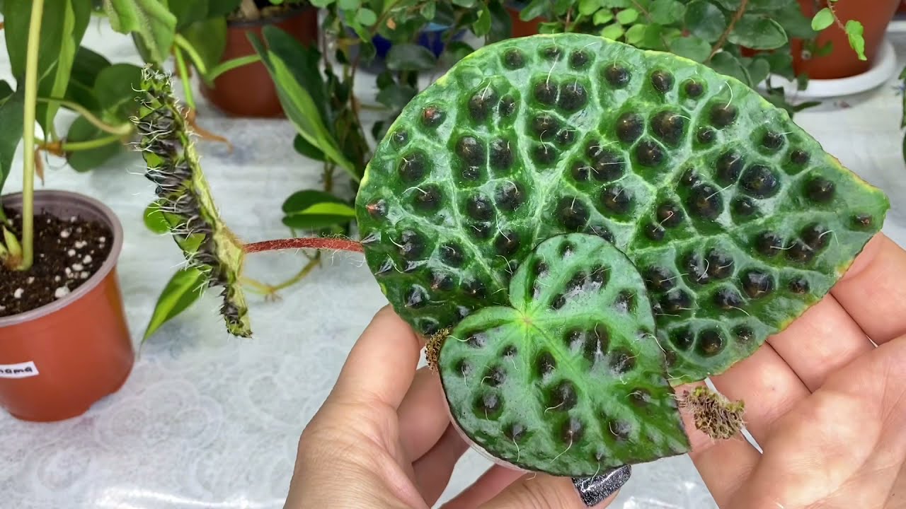 ОБЗОР СОРТОВ БЕГОНИЙ/ Melanobulata  (Меланобулата)/ОСОБЕННОСТИ РАЗМНОЖЕНИЯ