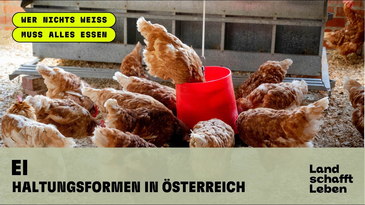 Ei (2/5) - Haltungsformen in Österreich