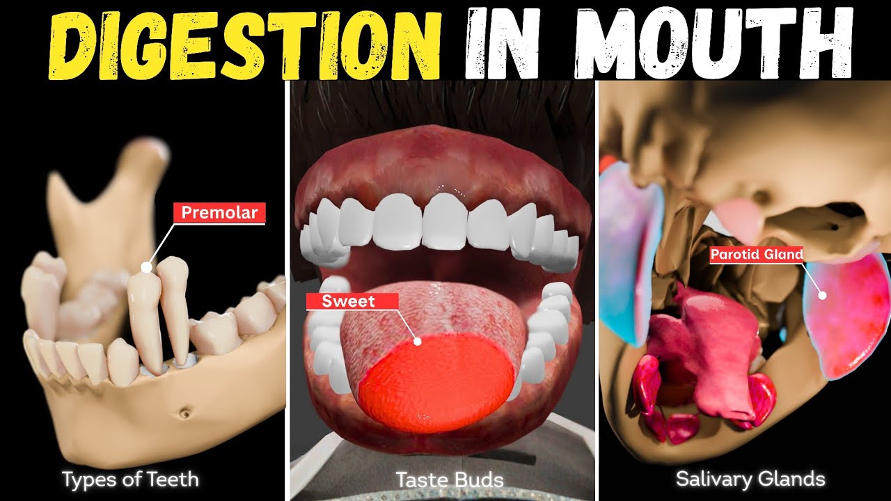 How Digestive System Works? | New 3D Animated Short Film | Teeth, Tongue & Salivary Glands