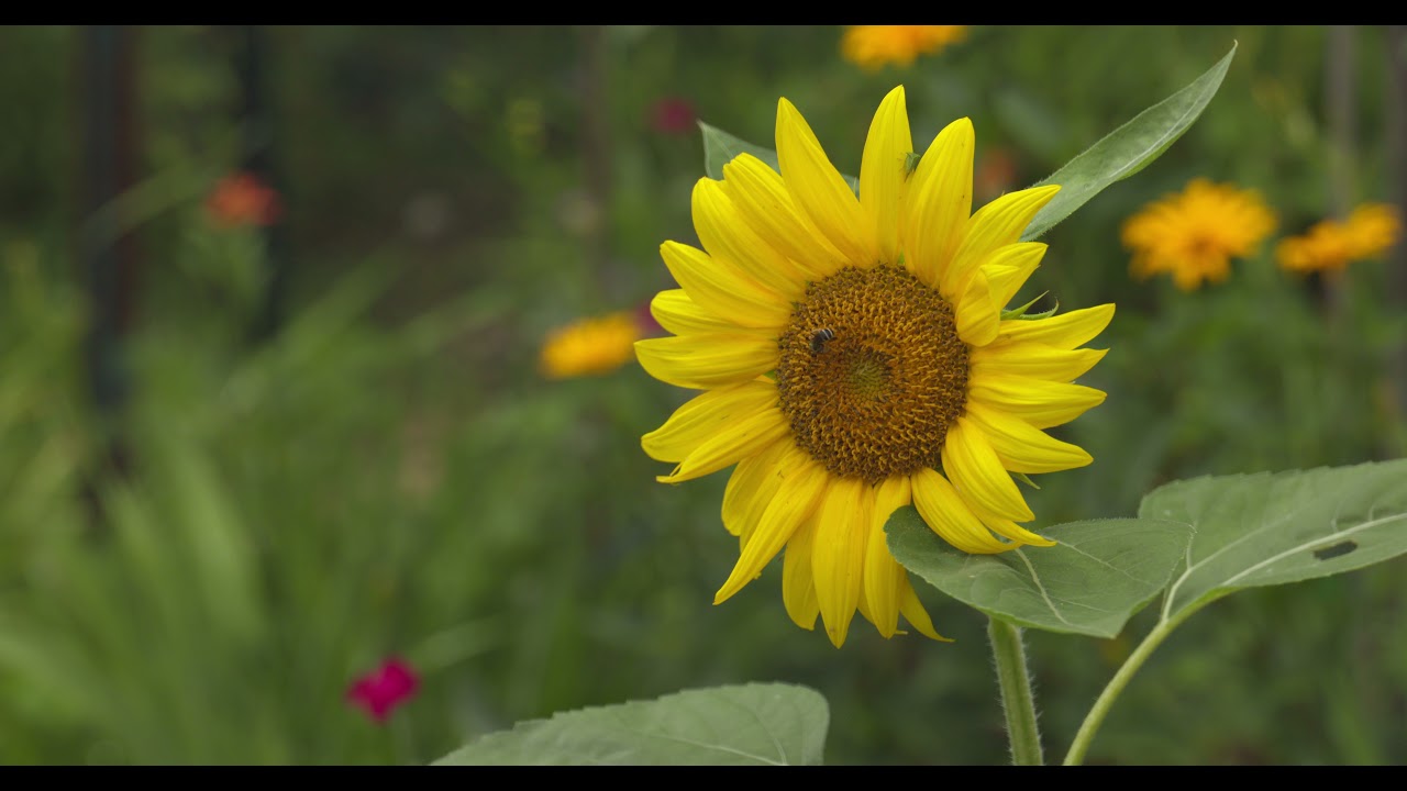Canon R5 12bit 8K RAW Video Edited on an 8GB MacBook Air: Flowers in the Community Garden