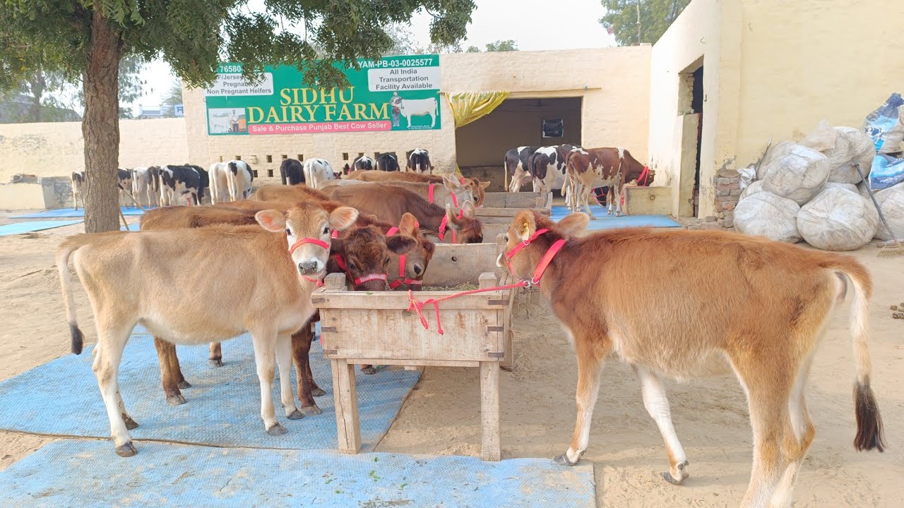 9 Jersey Heifers for sale, 9 ਜਰਸੀ ਵਹਿੜਾਂ ਵਿਕਾਊ