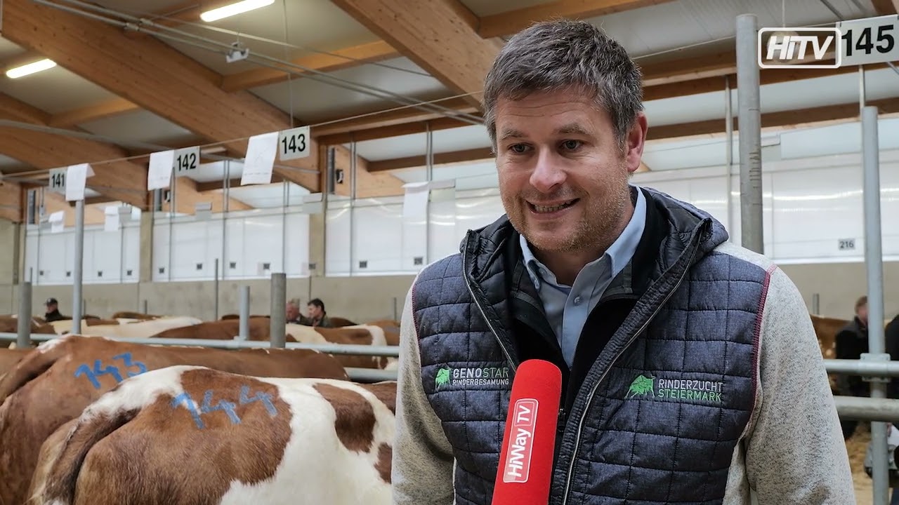 Rinderzucht Steiermark