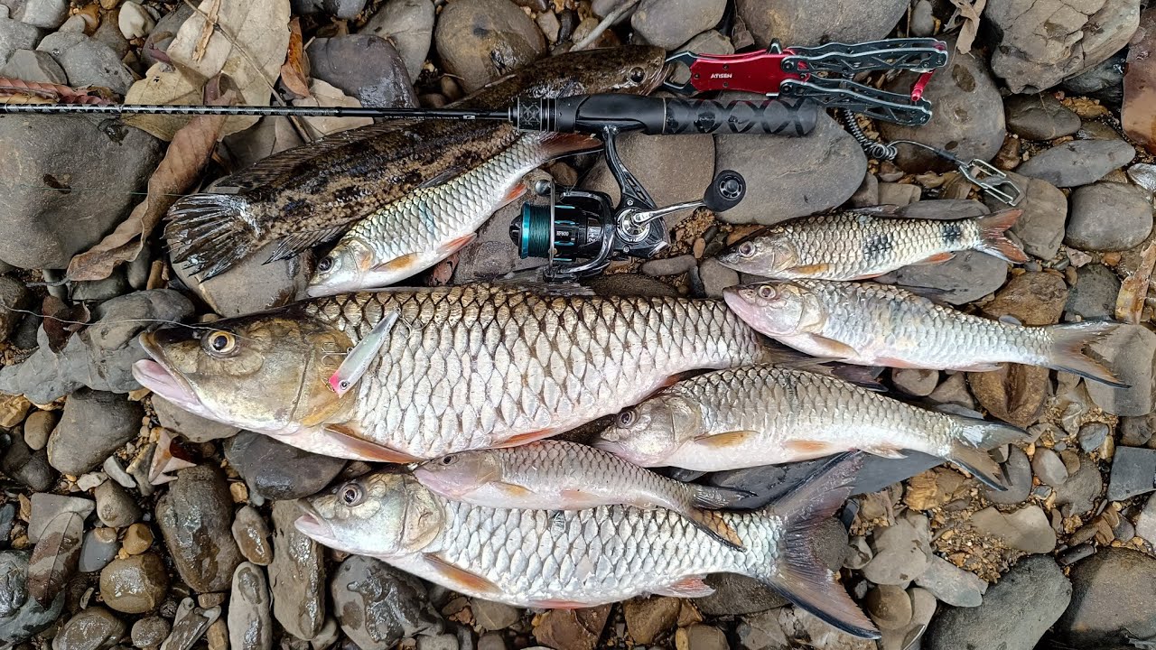 Day 2 | Spinning Reel HF800 | Strike Sebarau 1.5kg | Topwater Explosion