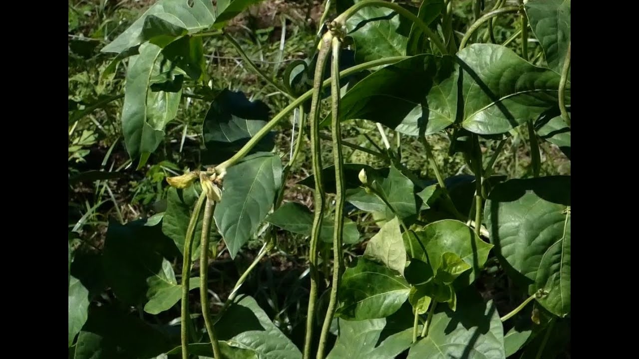 ’A tanu āna’e : Les haricots verts