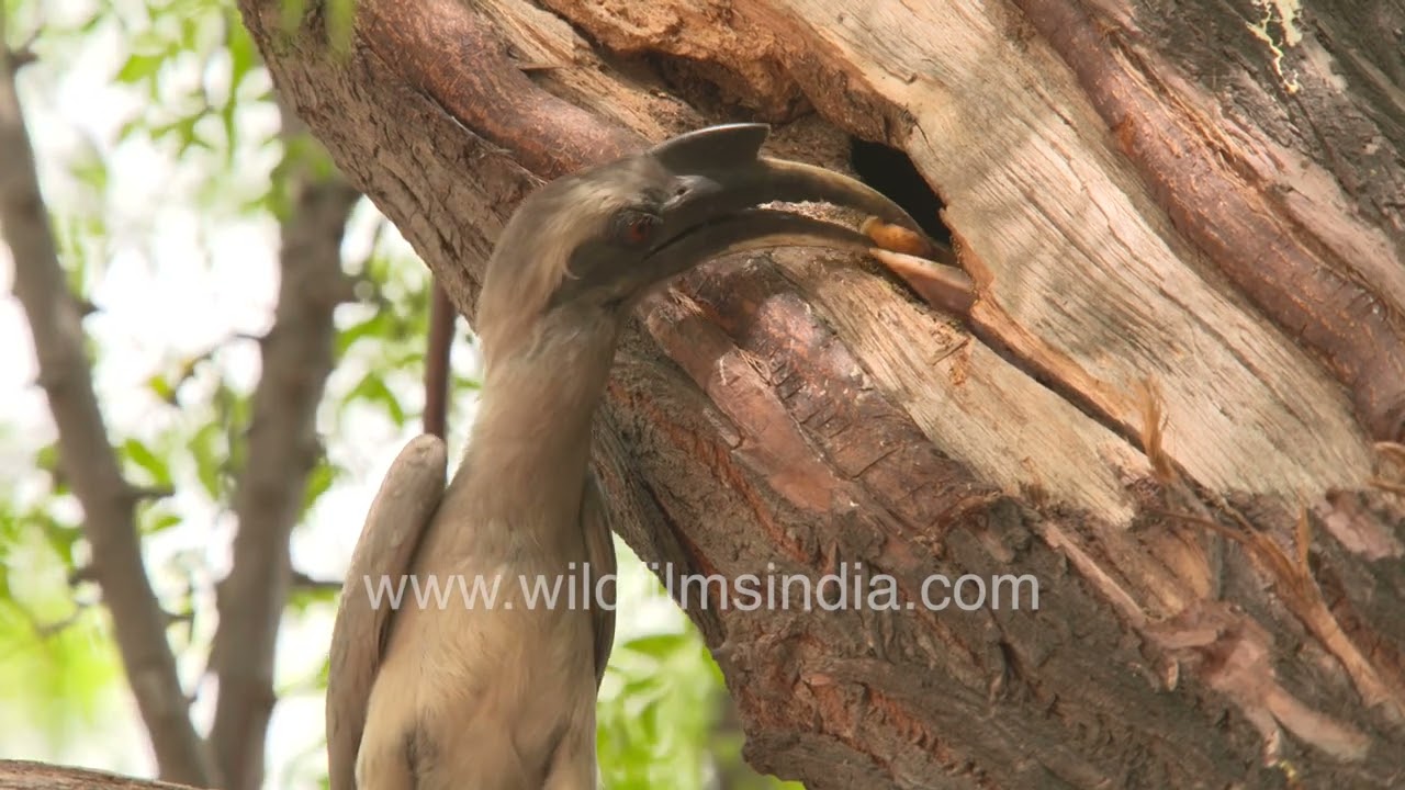 Hornbill cranes its beak to feed its chicks inside nest hole, with a prize catch of a lizard gecko