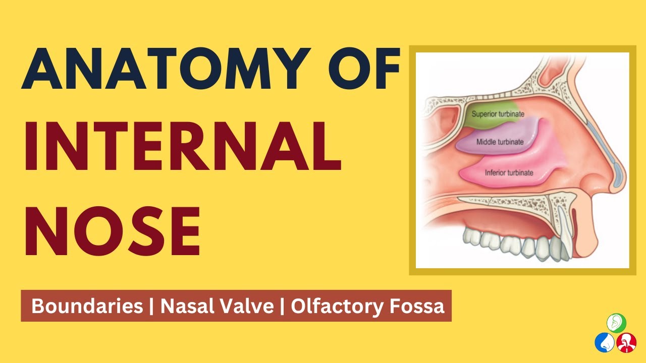 Anatomy of Internal Nose