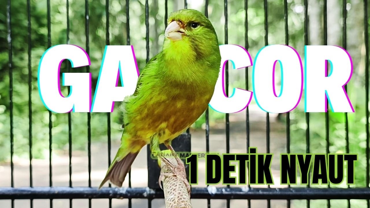 1 detik NYAUT!! Pancingan Kenari Paling Ampuh: Isian Cengkok Mewah untuk Kenari Paud