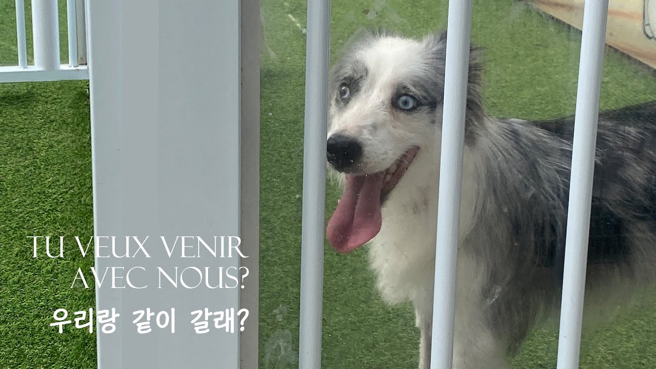 이제너는오션 l 보더콜리 유기견 입양 결정. 잘한 건지 모르겠다?