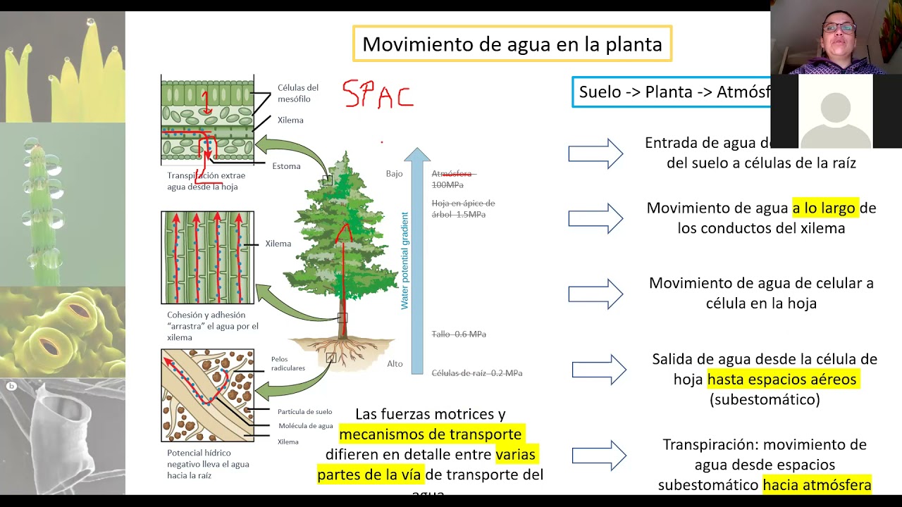 Agua en la planta potencia hídrico