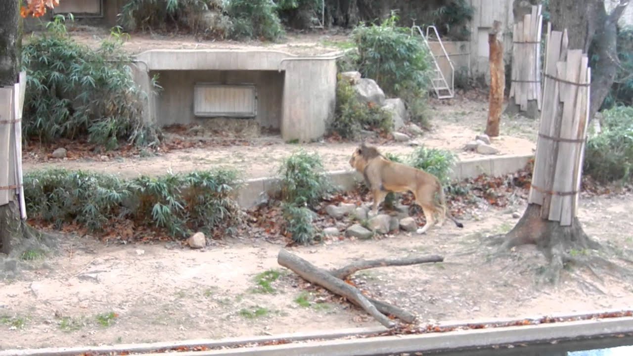 Frolicking Lions at the National Zoo in Washington D.C.
