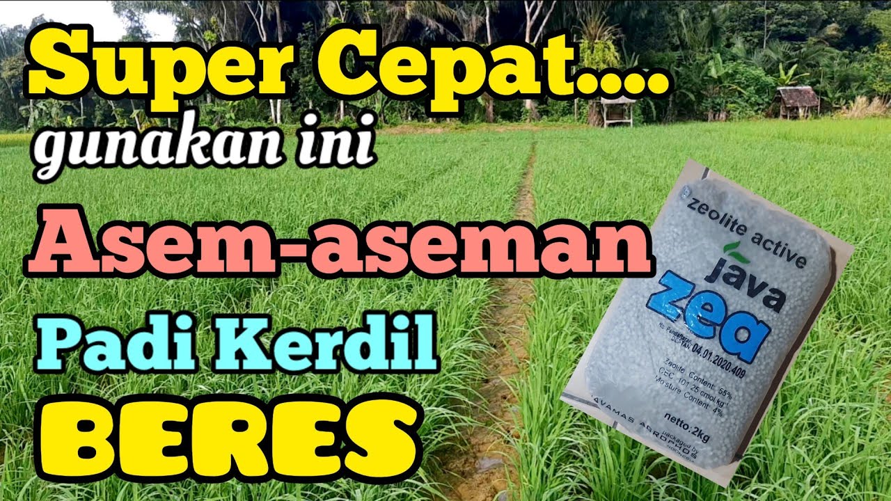 Ampuh & Mujarab Cara Mengatasi Asem-aseman Pada Tanaman Padi. Cara Menaikan PH Tanah. Fungsi Zeolite