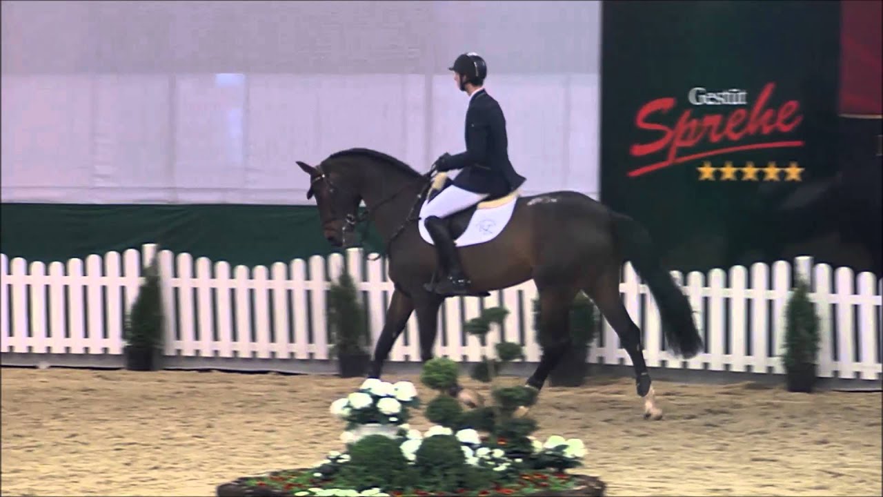 Don Diarado Hengstschau 2016