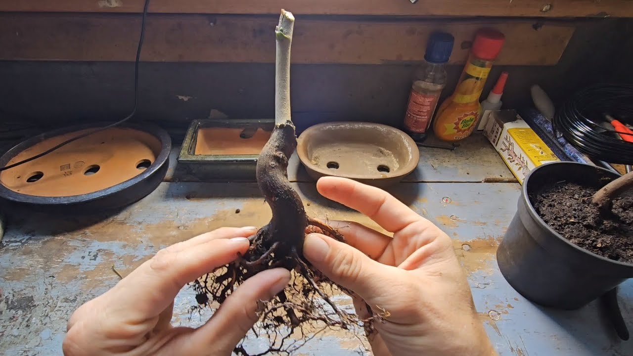 Sycamore Tree For Bonsai? Yes Please!