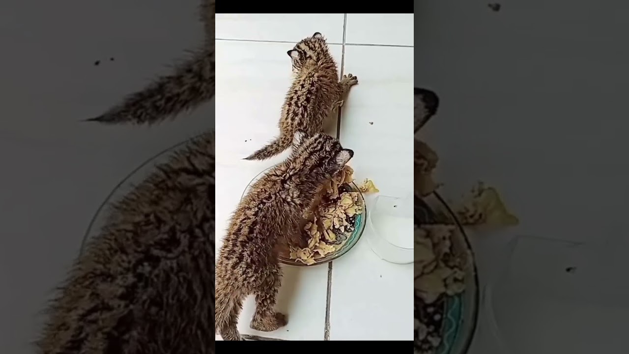 Kucing hutan #hewan liar #edukasi  #vidioviral 