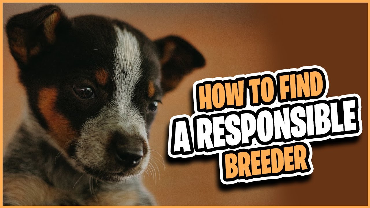Top 10 Ways!  How to Identify Responsible and Ethical Dog Breeders