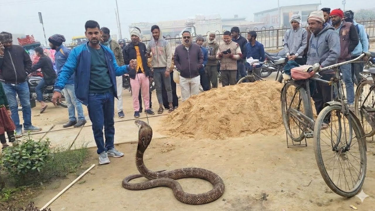 फर्श में छुपा था अनोखा कोबरा,आखिर इसका कैसे किया गया रेस्क्यू ।
