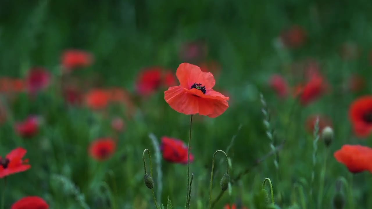 Poppies, unparalleled grace, one of nature's most magnificent sights