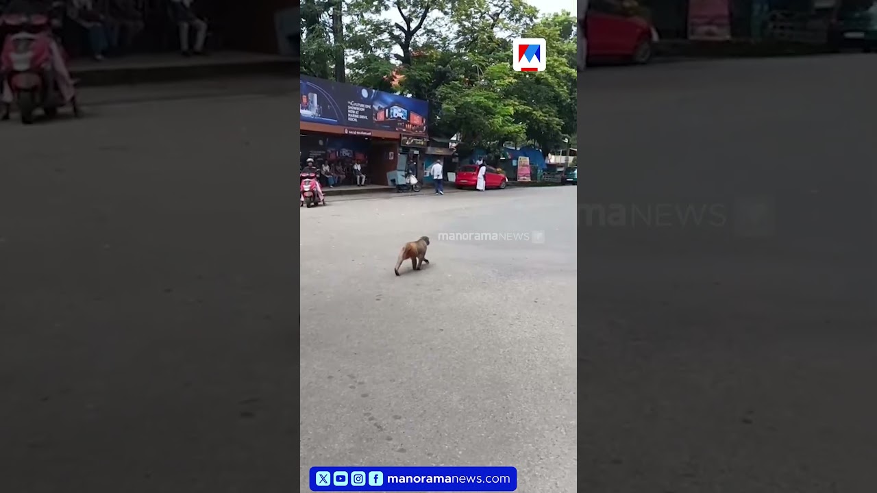 കൊച്ചി കടവന്ത്രയിൽ റോഡിലിറങ്ങി കുരങ്ങൻ;ഇന്ന് രാവിലെ പത്ത് മണിയോടെയാണ് കുരങ്ങനെ കണ്ടത് #kochi #monkey