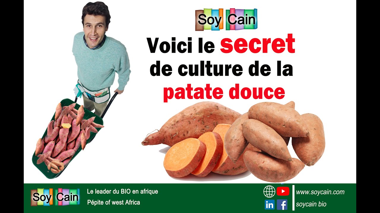 LE SECRET DE LA CULTURE DE PATATE DOUCES