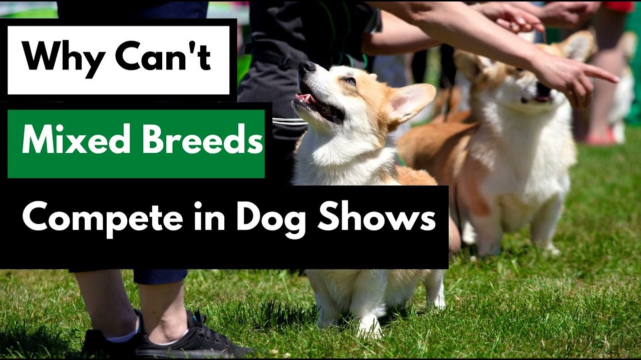 Why can't Mixed Breed Dogs Compete in Dog Shows