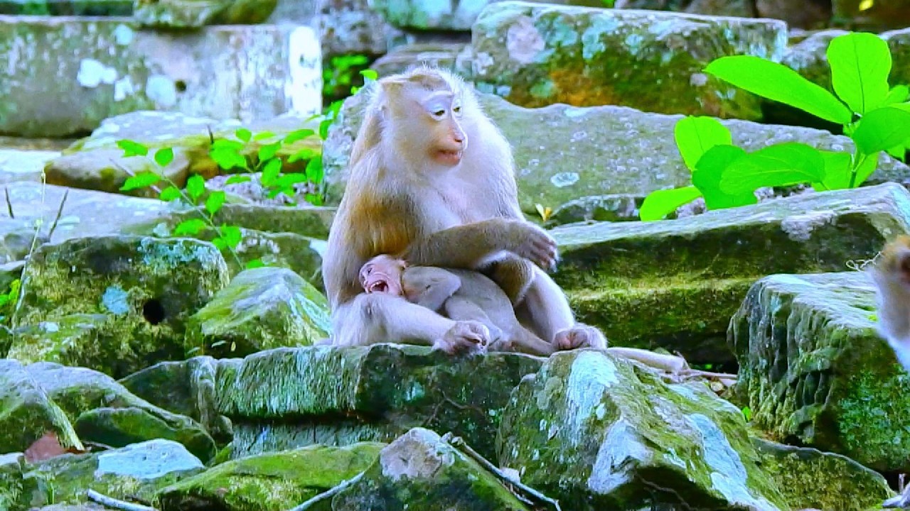 ...SO CUTE MONKEY...!