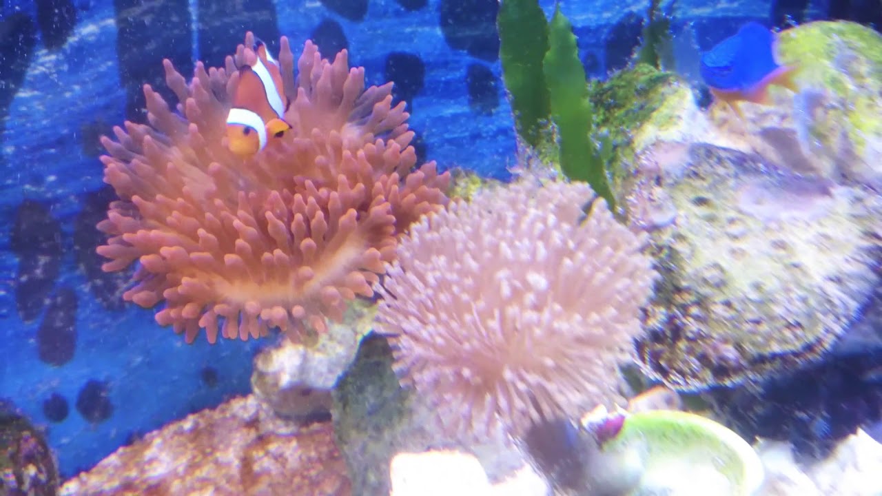 Mein Meerwasser Aquarium entwickelt sich gut ohne absch&auml;umer und technikbecken