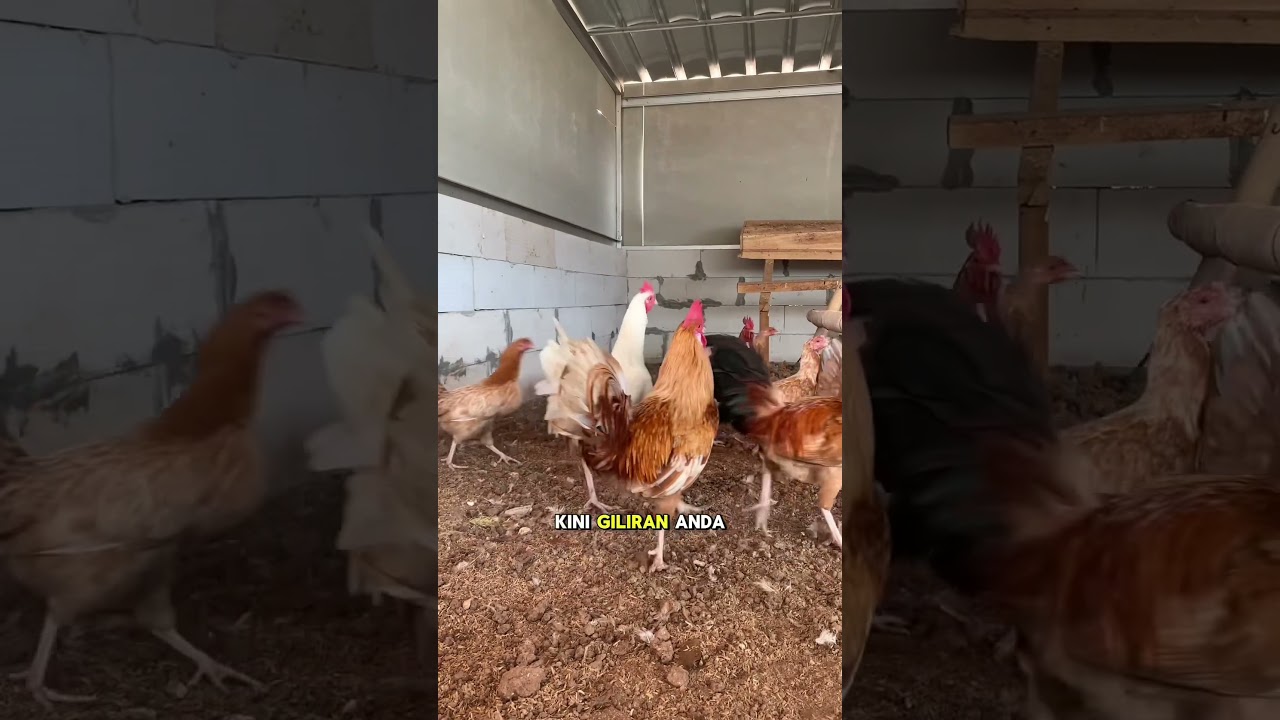 Belajar beternak ayam part 3 🐓🧑🏼&zwj;🌾 #peternakpemula  #peternakmuda #peternakayam
