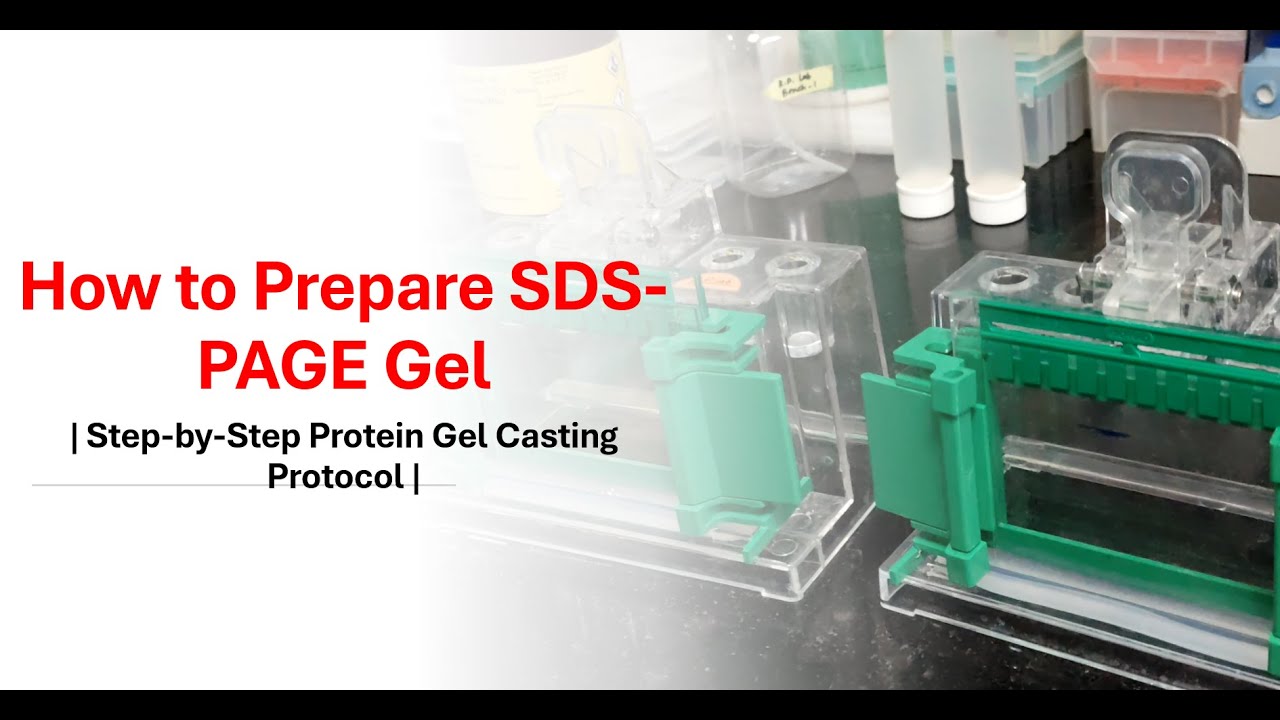 How to Prepare SDS-PAGE Gel | Step-by-Step Protein Gel Casting Protocol