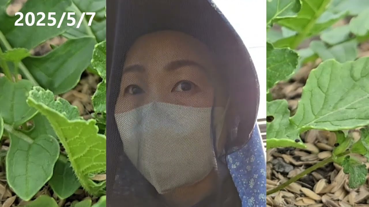 納豆菌だけ！？「四毒五悪抜き」ベースの畑づくりにチャレンジ（5/7～5/12の記録）