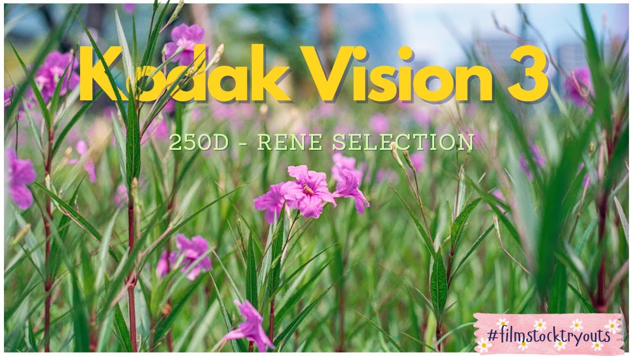 The beauty that is Rene 5207 | Kodak Vision 3 | #filmstocktryouts | #filmphotography