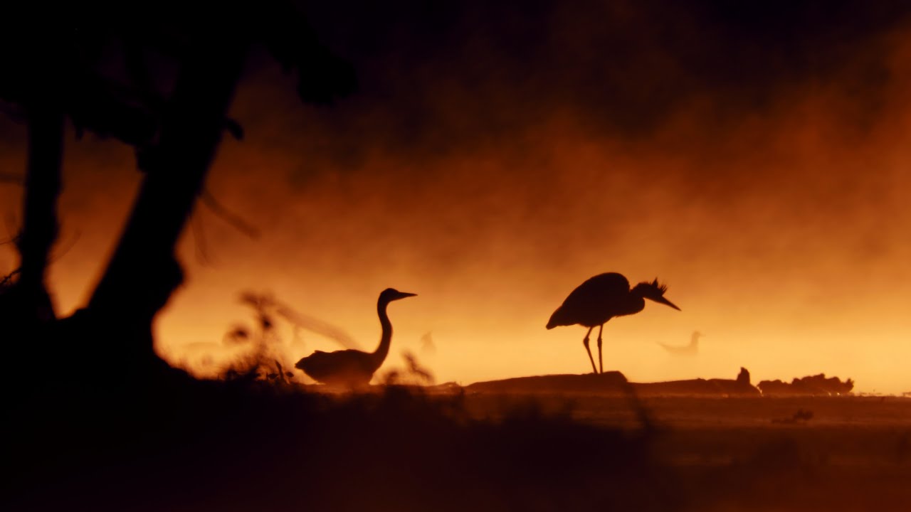 Burning water before sunrise &ndash; Grey heron (Ardea cinerea)