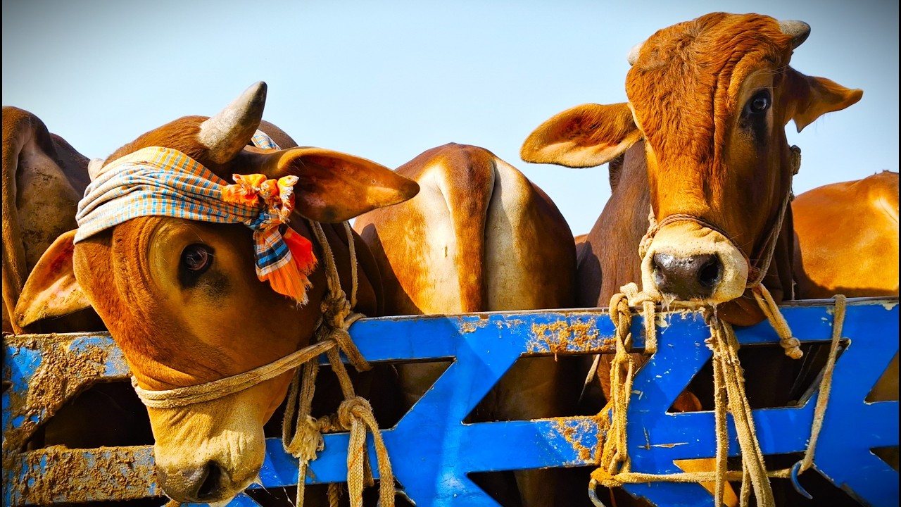 Cow unloading, cow videos, cow video, animal, big cow, goru hamba cow, Ep-298