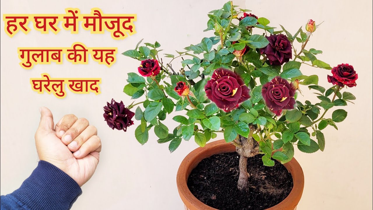 हर घर में मौजूद गुलाब की यह खाद एक बार तुरंत देखें, Rose special homemade fertilizer, Tiger rose
