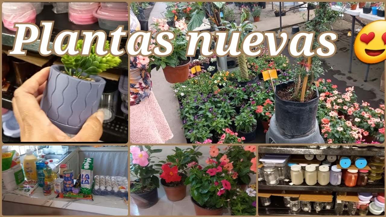 NUEVAS  PLANTITAS 😍 RECORRIDO POR PRICHOS / pomprando despensa 