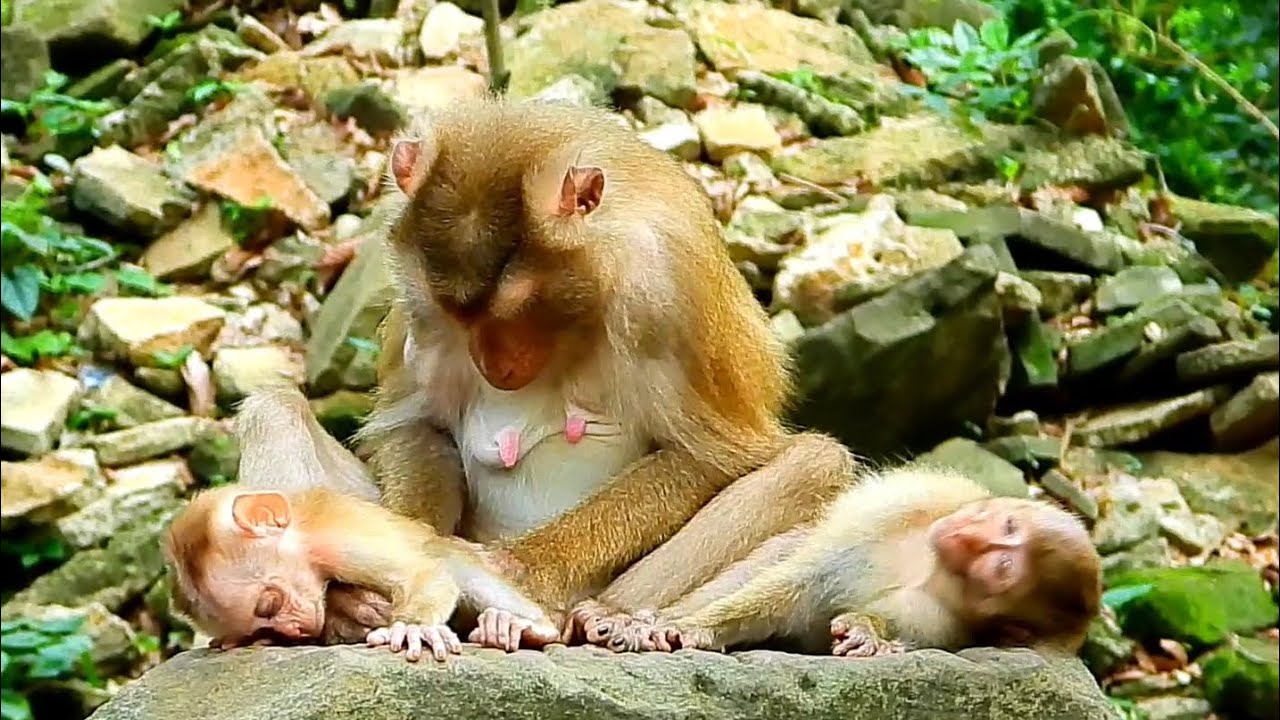 Mommy Monkey Luna is grooming for her baby Lucie with Rainbow are sleeping well.