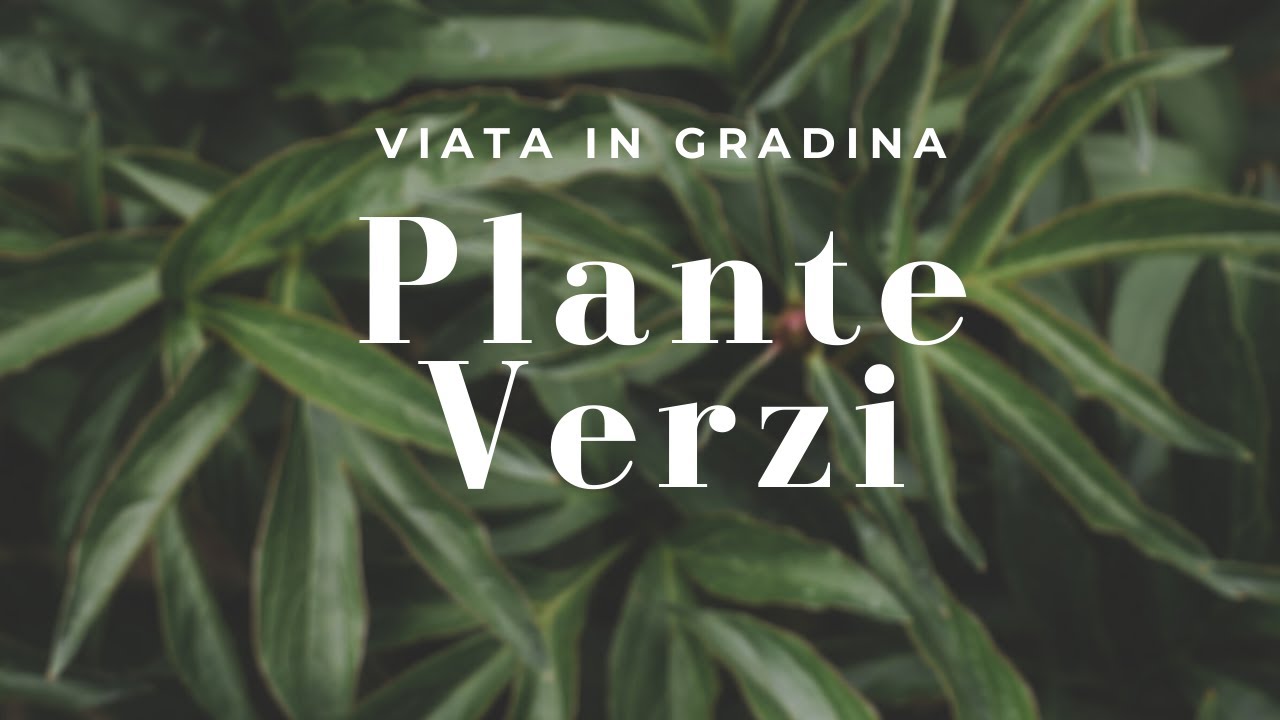Ingrijirea plantelor ornamentale verzi | VIATA IN GRADINA
