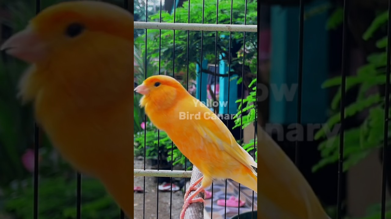 Spanish Timbrado Singing Training For Your Canary Bird