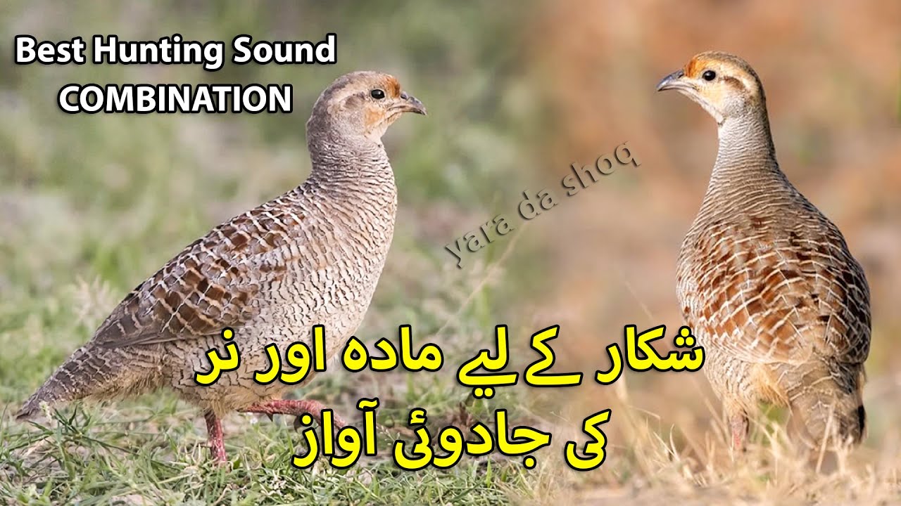 Best Hunting Sound Combination | Female & Male Francolin Voice | Shikar k liye Awaz