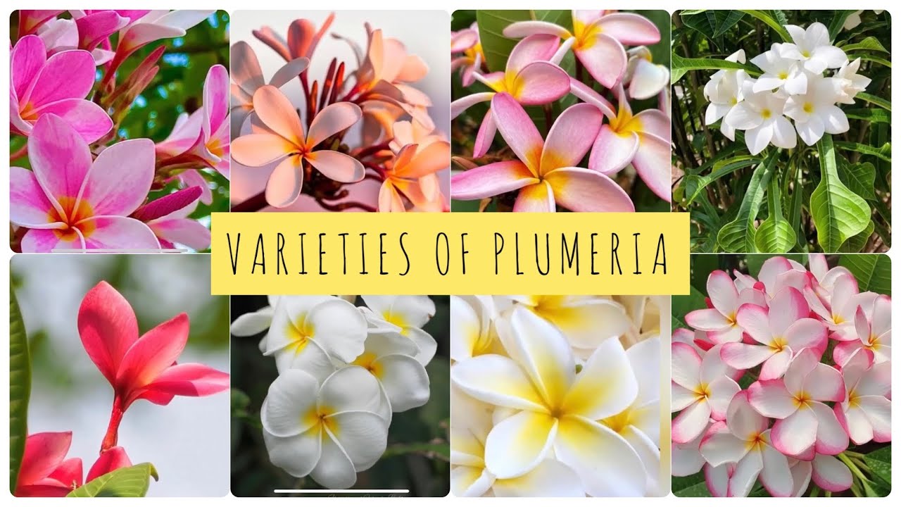 20varieties of plumeria,Beautiful Frangipani flower of different colours|champa flowers|Simply Srija