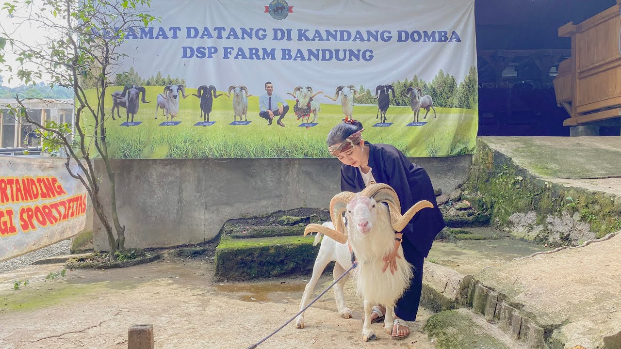 KOLEKSI DOMBA GARUT DI KANDANG DSP FARM KOTA BANDUNG, MEWAH-MEWAH😍‼️
