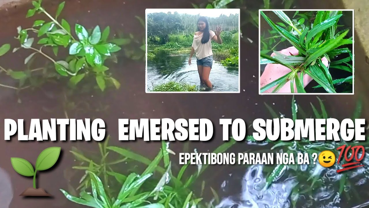 PLANTING EMERSED TO SUBMERGED  (successful  planting🌱💯)  |Aleonah's Aqua Culture