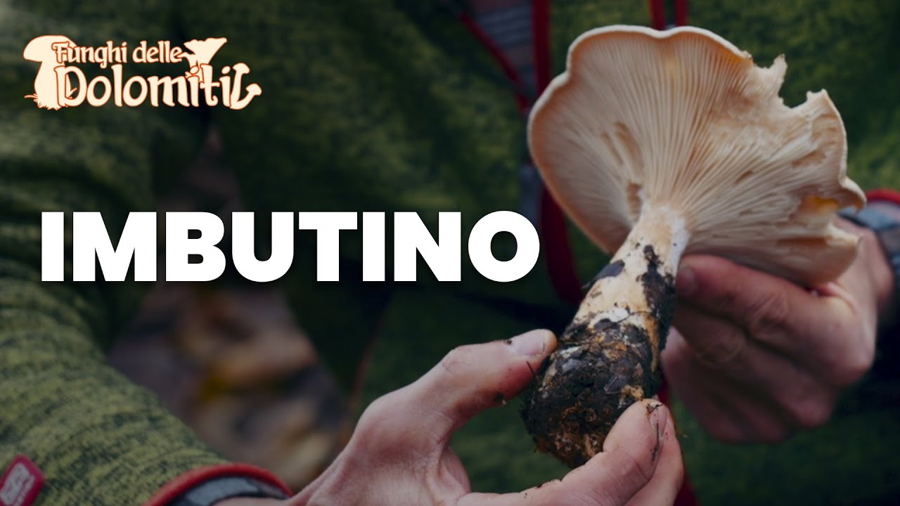 Funghi delle Dolomiti 🍄 | E1: Imbutino (COMMESTIBILE)