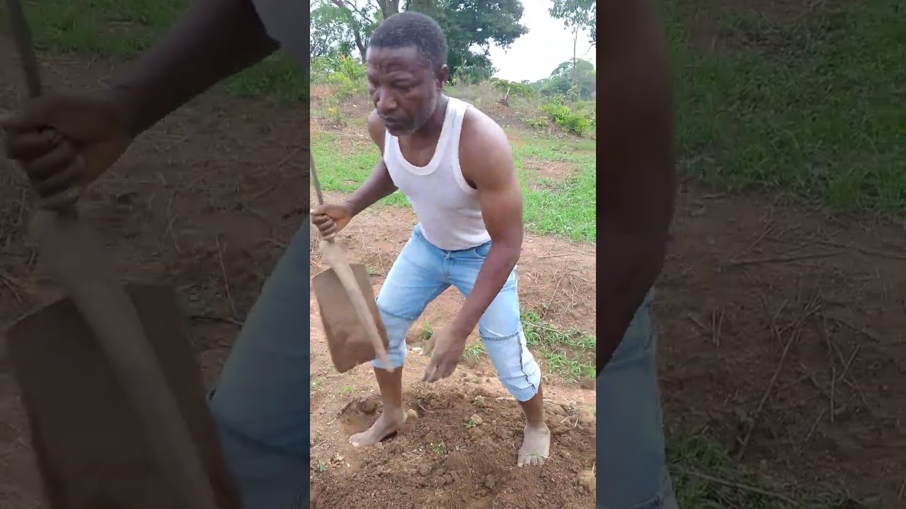 How I farm my ginger here in Nigeria