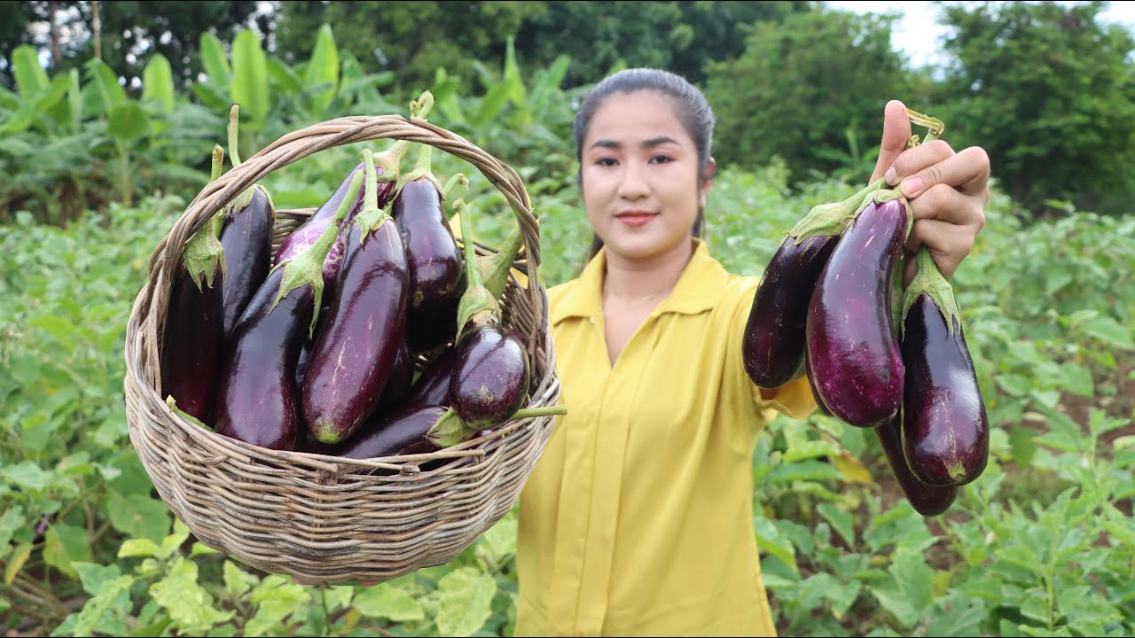 Countryside Vlog: Harvest Eggplant for my recipe | Delicious eggplant cooking