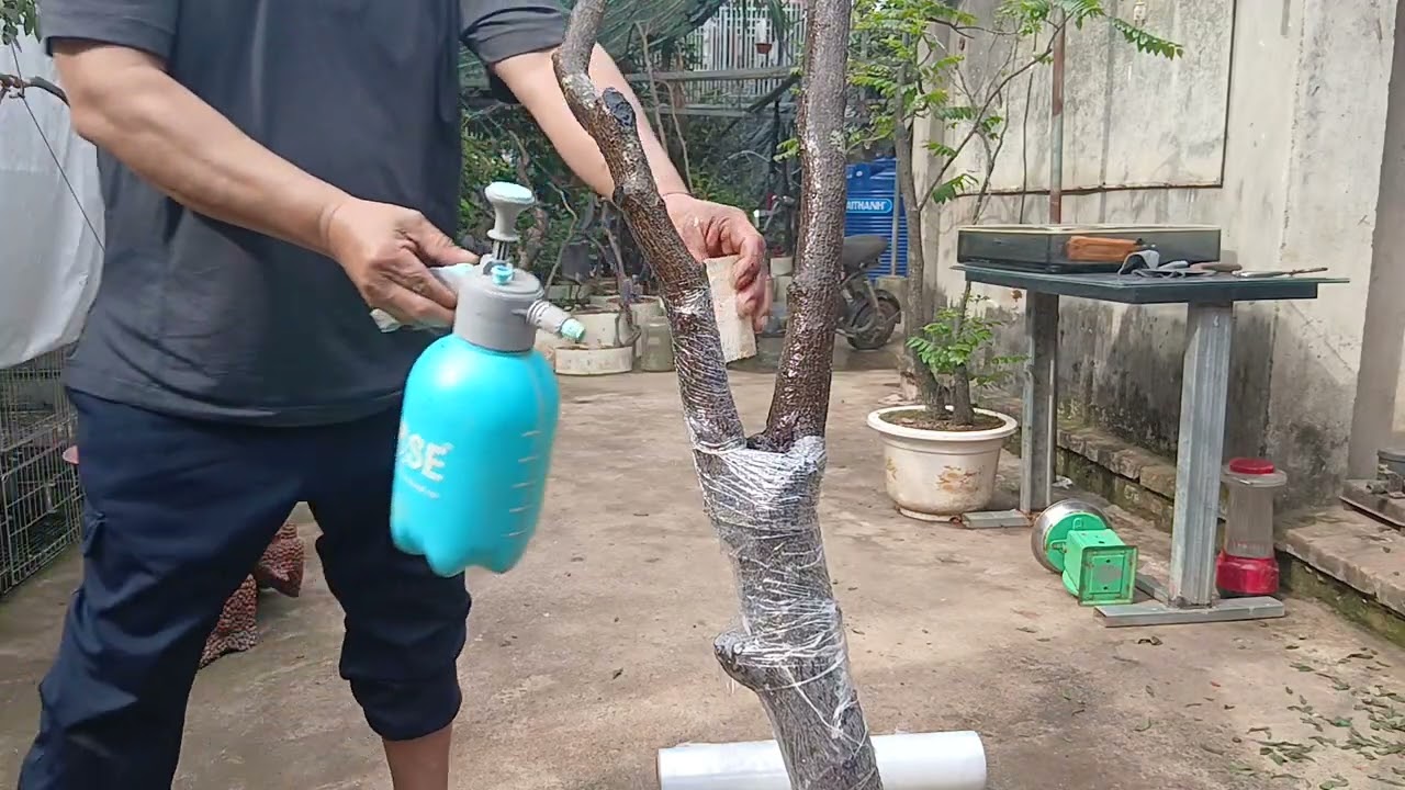 MUỘI HỒNG BON SAI TV CHIA SẺ KỸ THUẬT DÂM Ủ CÂY PHÔI MUỘI HỒNG PHẦN 3